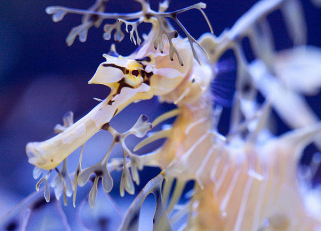 مخلوق غريب في البحار Amazing+Underwater+Sea+Creatures+Photos+%25283%2529