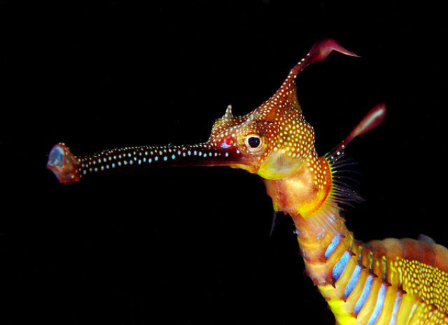 مخلوق غريب في البحار Amazing+Underwater+Sea+Creatures+Photos+%25285%2529