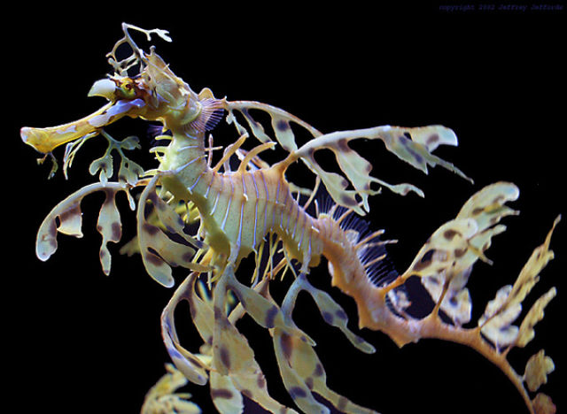 مخلوق غريب في البحار Amazing+Underwater+Sea+Creatures+Photos+%252810%2529