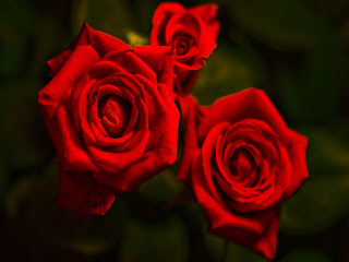 Red Roses Love Wallpapers And Backgrounds Seen On www.dil-ki-dunya.tk