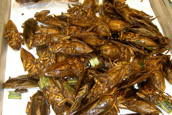3.+Deep fried+cockroaches Worlds Most Strangest Food Images Pictures Seen on www.VyperLook.com