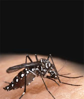 Como evitar focos de Dengue