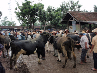 Gambar+kambing+kampung