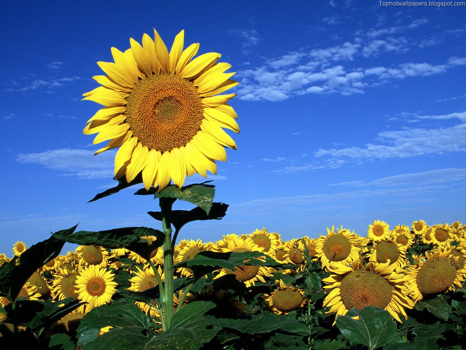 http://4.bp.blogspot.com/_-Cb_iV_LnpU/Ry9SzLHm5bI/AAAAAAAABIc/kvEJsTuLZSY/s1600/Spring%2BDreaming.jpg
