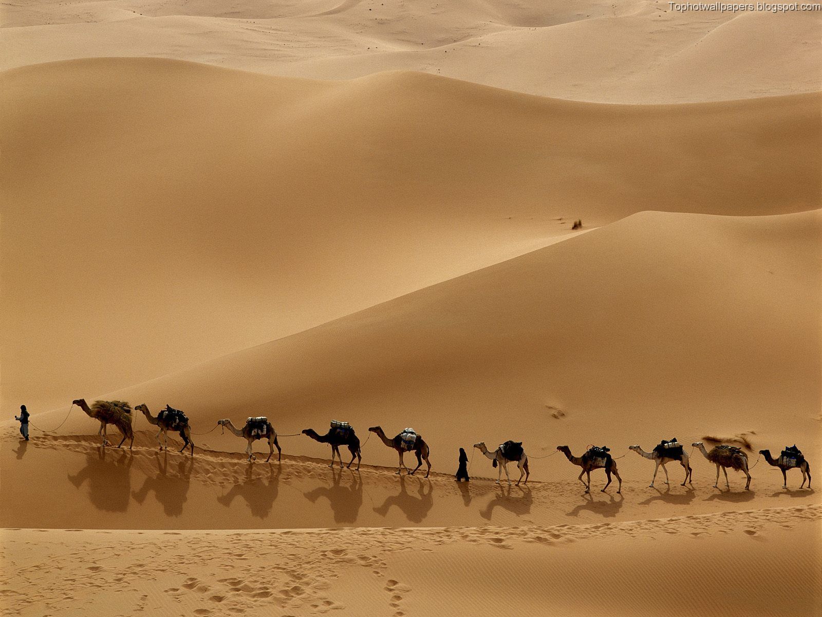 http://4.bp.blogspot.com/_-Cb_iV_LnpU/SDgVKyiOumI/AAAAAAAADHg/04FnCT_h1XM/s1600/Camel%2BCaravan,%2BLibya.jpg