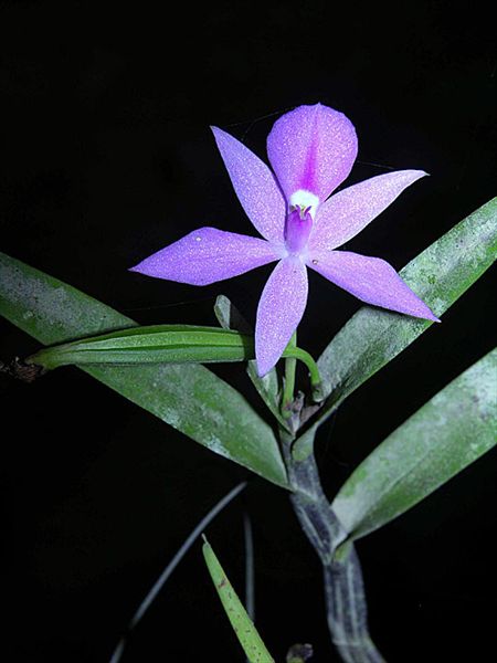 LISTADO DE PLANTAS EN PELIGRO DE EXTINCION listado de plantas en peligro de extincion: