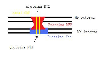 ESTAN FORMADO PROTEINA estan formado proteina: