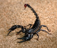 Avatare mess cu scorpioni