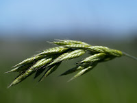 Wallpapere Windows Vista 3D natura