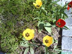 [DSC00074+(WinCE).JPG]