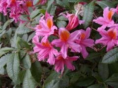 [Rhododendron1.JPG]