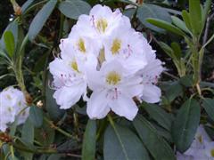 [Rhododendron6.JPG]