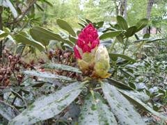 [Rhododendron7.JPG]