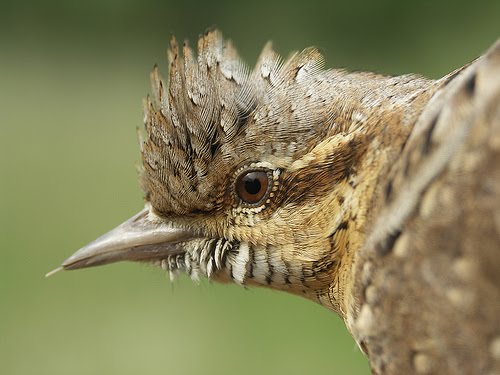 EL PAJARO SERPIENTE el pajaro serpiente: