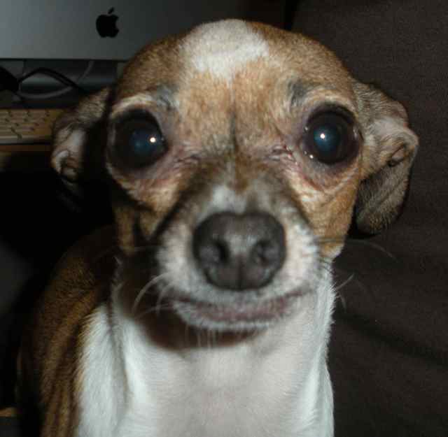 Chiwawa Greyhound Mix Greyhound/chihuahua mix Chiwawa Greyhound Mix Greyhound/chihuahua mix