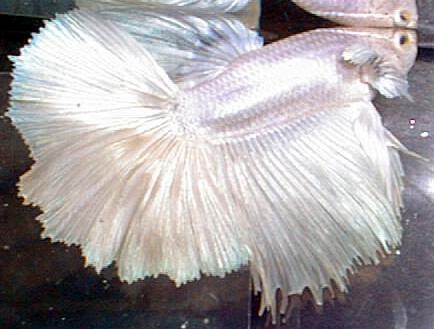 Ikan Cupang Januari Ikan Cupang Januari