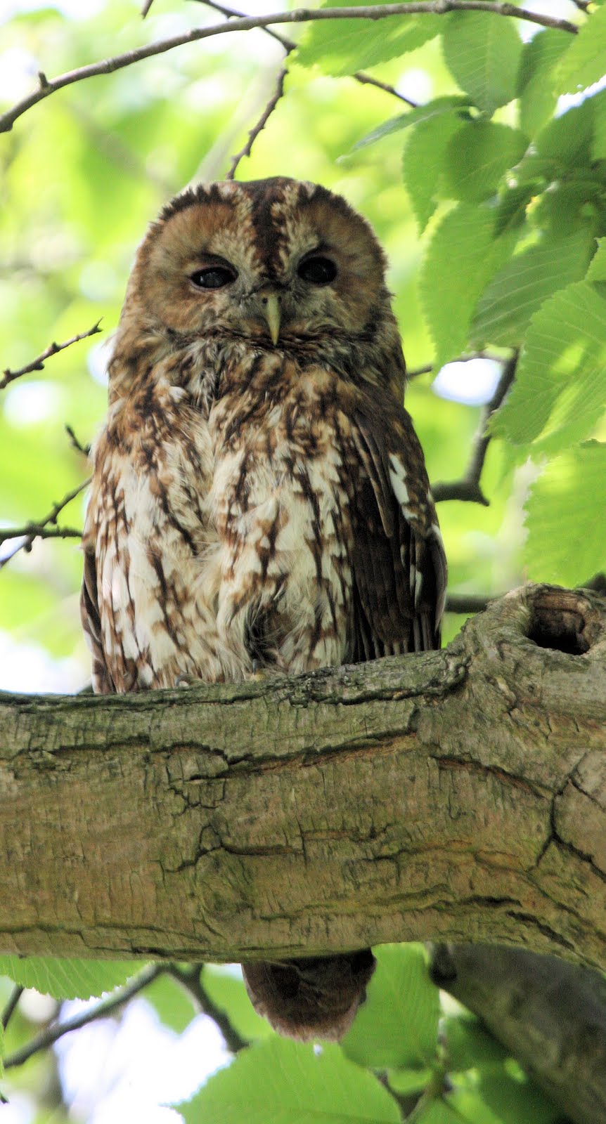 Birding with Flowers Night Birds During the Day