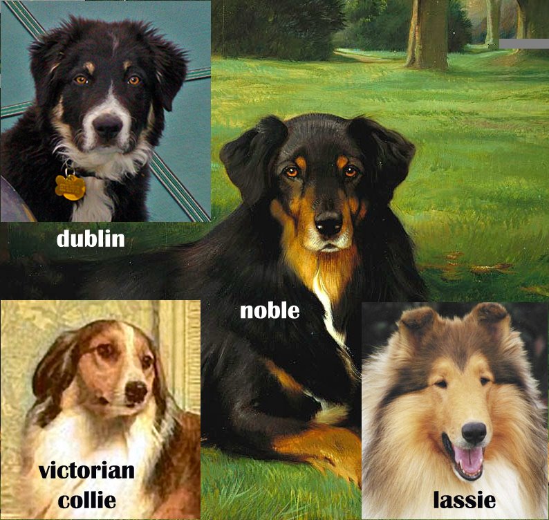 [Collie-Comparison.jpg]