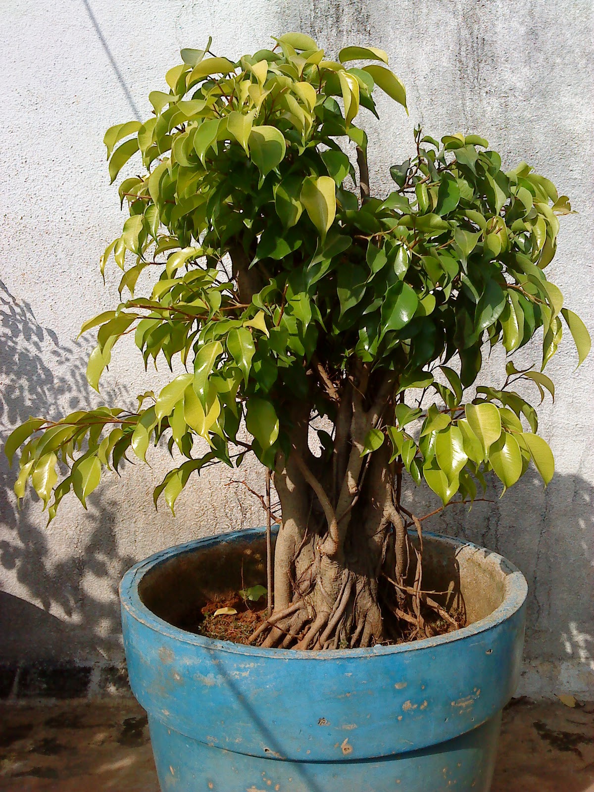 Indian Bonsai Update on Banyan bonsai