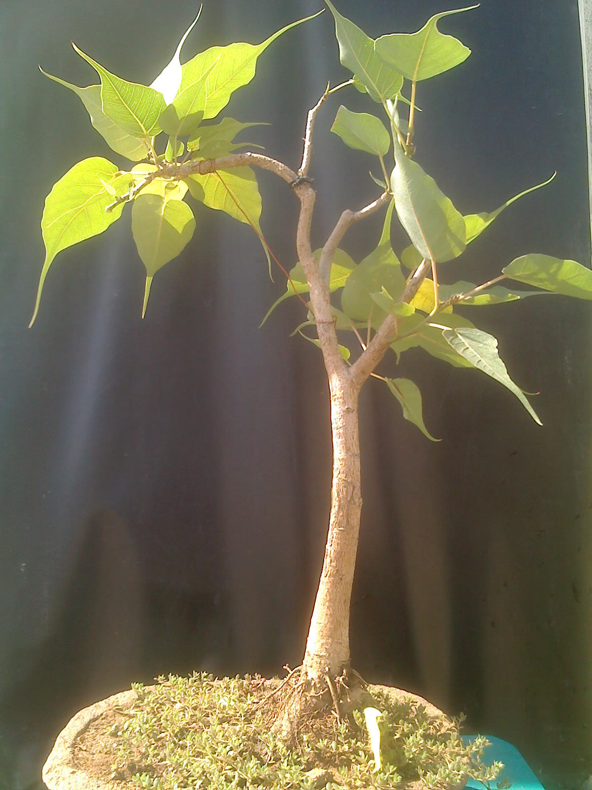 Indian Bonsai The ficus religiosa Bodhi tree