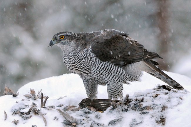 [Goshawk.jpg]