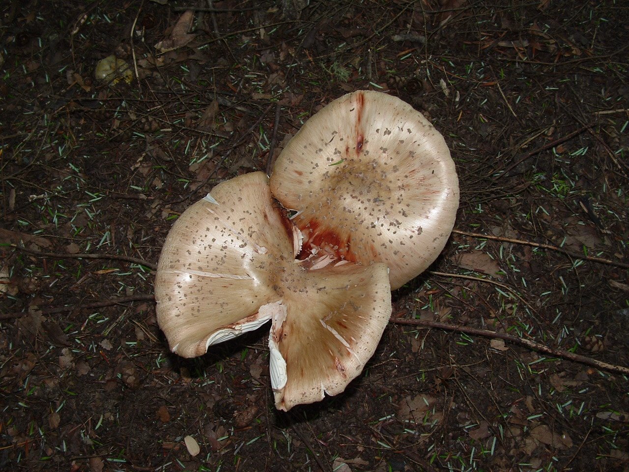 [Mushroom.JPG]