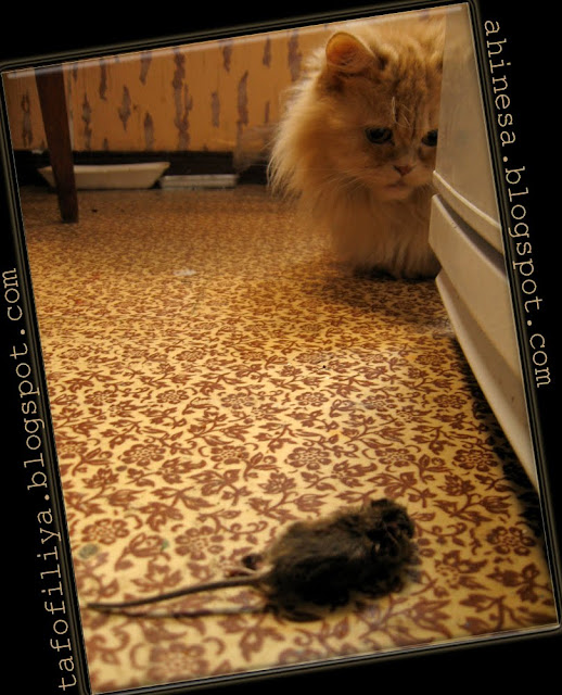 мышь, кот, мышиная смерть мышь, кот, мышиная смерть