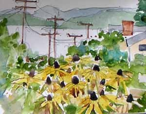 black eyed Susans on Admiral Avenue SW, watercolor sketch by Susan K. Miller