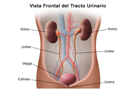 [sistema+urinario2.gif]
