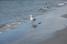 seagull (Mrs. Seagull?)
