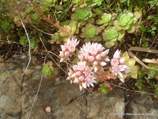 [Detalle+de+flores+de+Aeonium+volkerii.JPG]