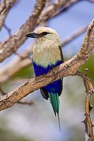 [Bird150.jpg]