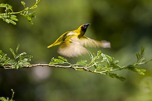 [Bird012.jpg]