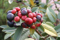 coffeeberry