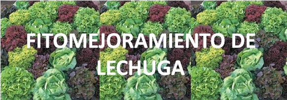 Fitomejoramiento Lechuga