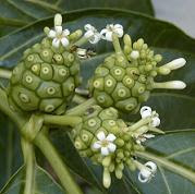 Noni Juice and Xeronine Noni Juice and Xeronine