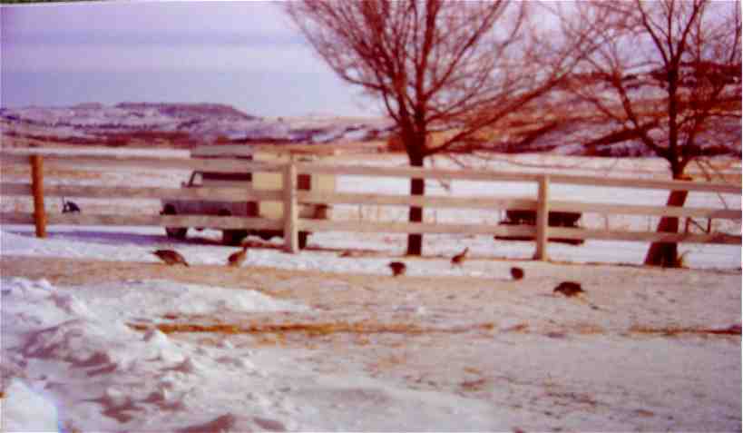 [RanchSnowBirds.jpg]