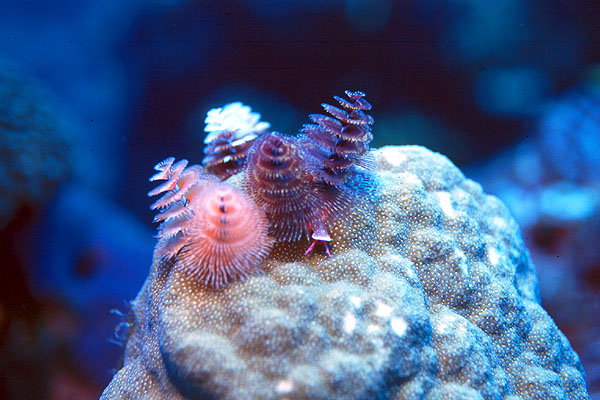 Miss Tinkerbell: Learning about animals: Christmas Tree Worm