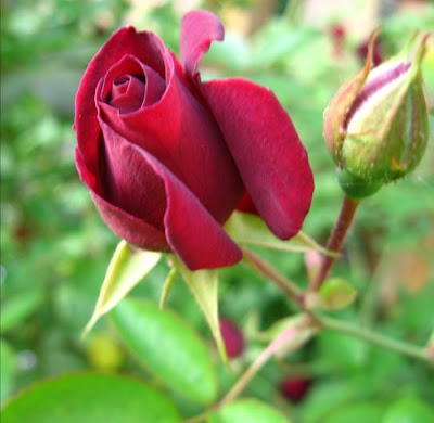 RedRoseBud.JPG