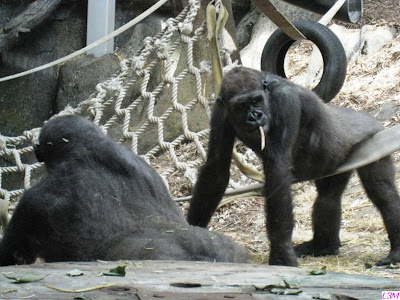 Gorilla Pooping