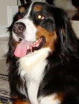 Bernese MountainDog - Rescue, Rehab and Rehome