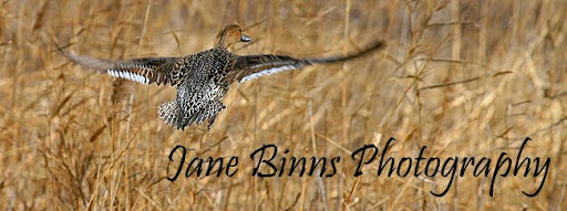 Jane Binns Photography