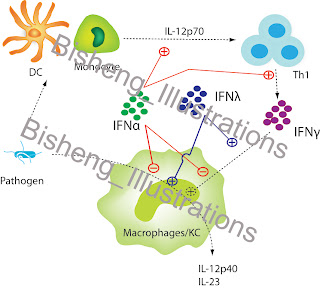 thesis on hcv thesis on hcv