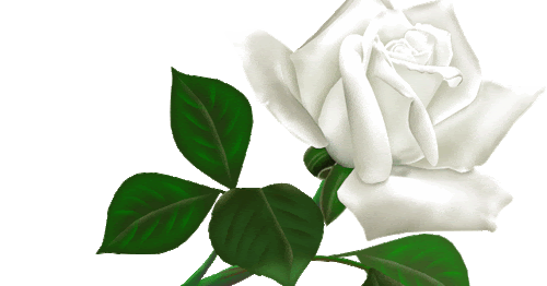 Planeta Atabex: Cardo ni ortiga cultivo