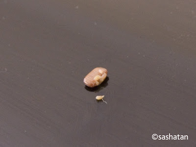 what does goldfish eggs look goldfish eggs in aquarium. what does goldfish eggs look