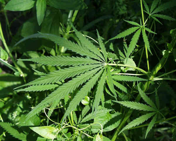 Wormtown Taxi: California's Biggest Cash Crop Wormtown Taxi: California's Biggest Cash Crop