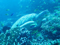 Bunaken Sea Turtle Wallpaper 1024 02