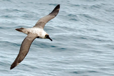 Light-mantled Sooty Albatross-Albatros fuligineux