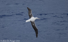 Southern Royal Albatross - Albatros royal du sud