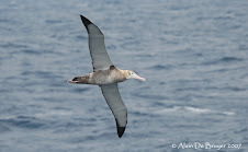 Wandering Albatross - Albatros hurleur
